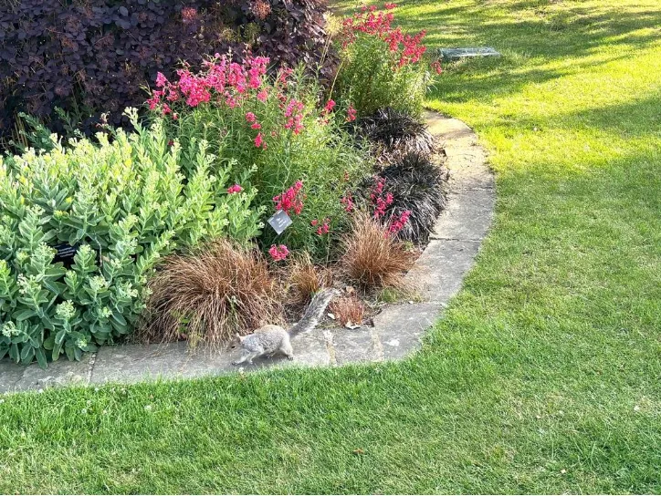 A squirrel in Sheffield Botanical Gardens